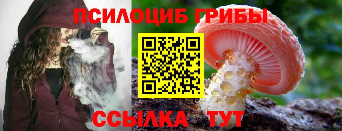 Галлюциногенные грибы Psilocybe Элиста